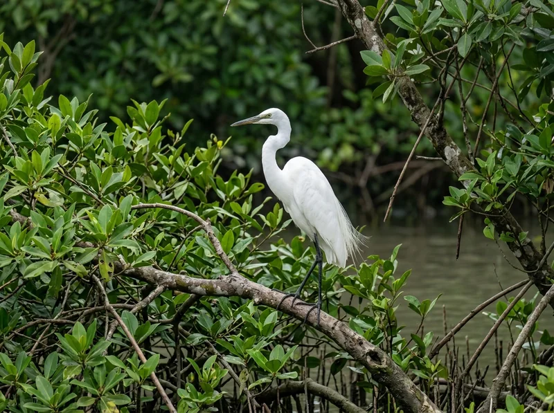 Sundarban White Egret
