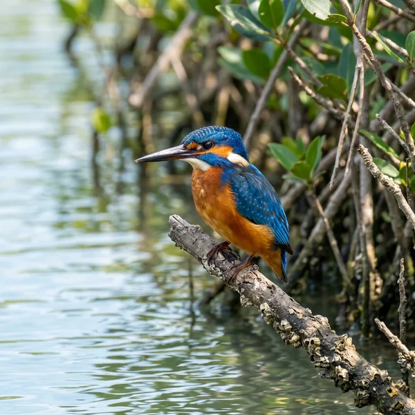 Kingfisher Wildlife Portrait